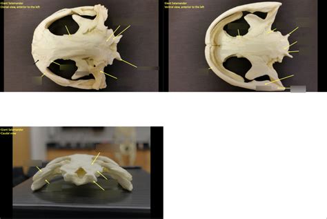 Giant Salamander Diagram | Quizlet