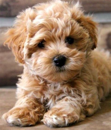 Maltipoo Puppy Baby Dogs Puppies Cute Dogs