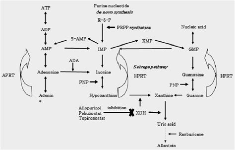 Purine Metabolic Pathway In Humans Download Scientific Diagram