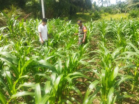 Babinsa Cek Pertumbuhan Tanaman Jagung Warga Darul Makmur Akurat Tepat