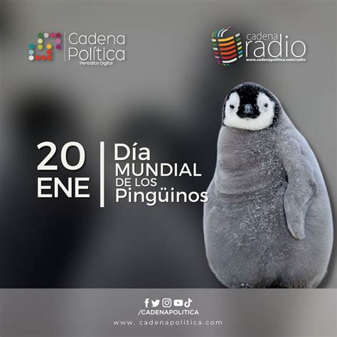 Por qué se celebra un Día para los Pingüinos Cadena Politica