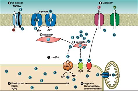 Figure 1 from Sarcoplasmic reticulum function in smooth muscle. | Semantic Scholar