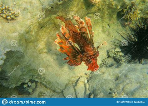 Red Lionfish Beautiful But Destructive Fish In The Red Sea Pterois Is