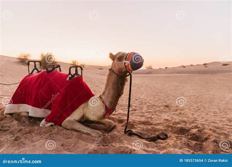 Camels on the African Desert Stock Photo - Image of mammal, decorating ...