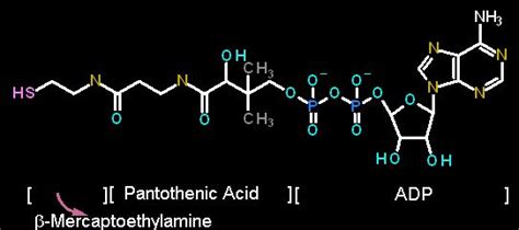 Coenzyme A