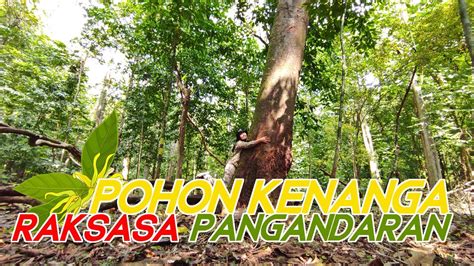 Pohon Kenanga RAKSASA Pangandaran YouTube