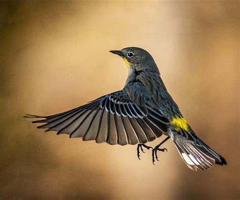 Identify And Attract A Yellow Rumped Warbler Birds And Blooms