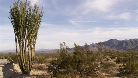 Interesting Facts About Desert Plants | Sciencing