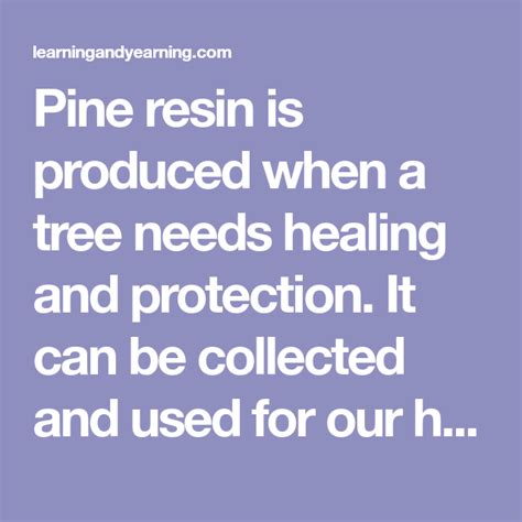 How To Harvest Pine Resin And Use It To Make A Salve Salve Resin