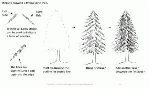 How To Draw Pine Trees With Pen And Ink Pen And Ink Drawings By Rahul