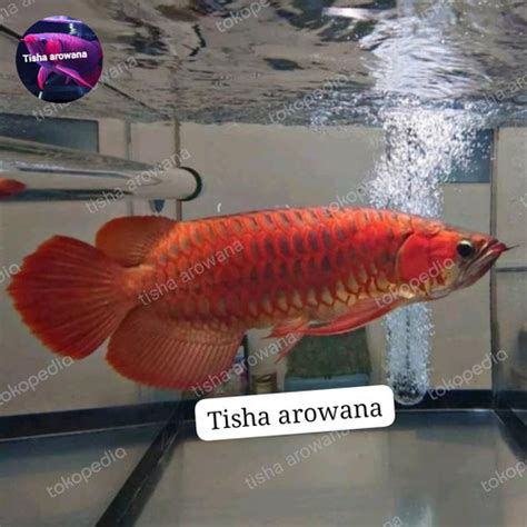 Jual Ikan Arwana Super Red Chili Sr Kalimantan Barat Jakarta Timur