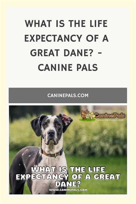 What Is The Life Expectancy Of A Great Dane Canine Pals