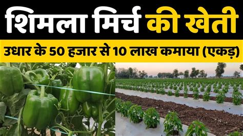 शिमला मिर्च की खेती Shimla Mirch Ki Kheti How To Capsicum Plant Grow Farming Youtube