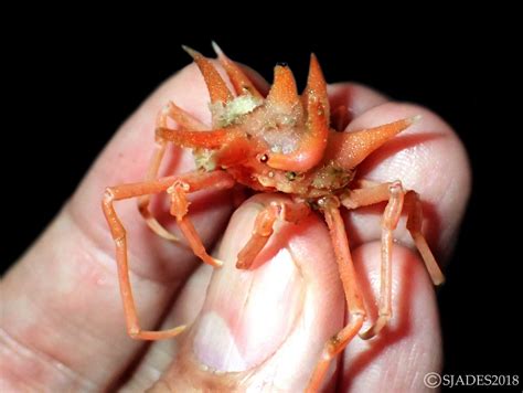 Researchers discover 'sea cockroach' species in Indonesia and it's pure nightmare fuel - Science