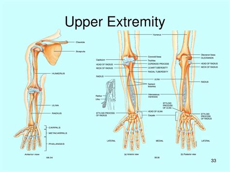 Lower Extremity Skeletal Anatomy