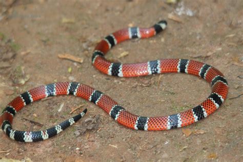 Homem Morre Ao Ser Mordido Por Cobra Coral O Eco