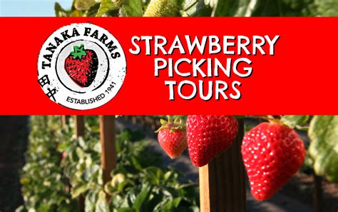 U-Pick Farm Tours — Tanaka Farms