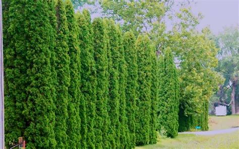 Degroots Spire Arborvitae