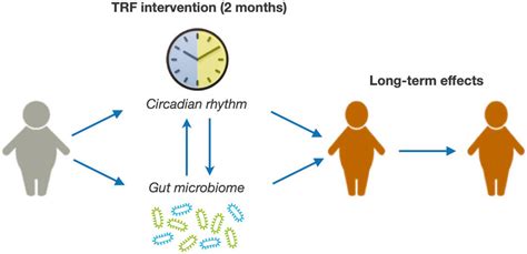 Circadian Rhythm Trf Outlet Jkuatacke