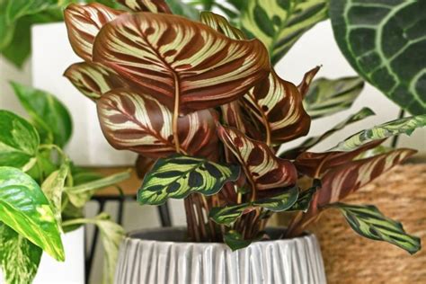 Calathea Cuidados De Esta Planta Ideas Verdes