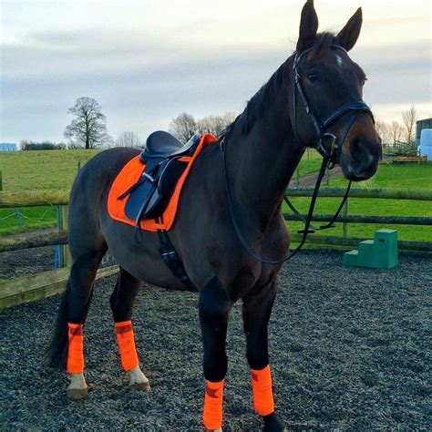 Horseriding Horserider Equine Hkm Neon Orange Horses Cute Horses