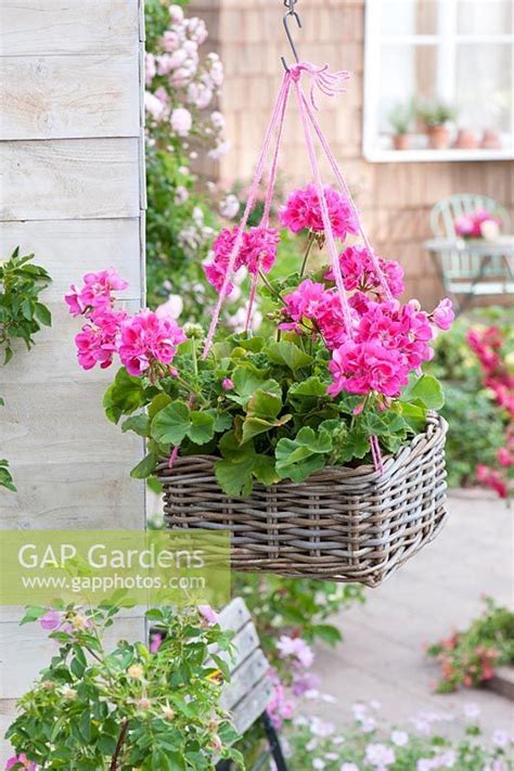 Pelargonium Zonale Flower Fairy Rose Standing Geraniums In Hanging