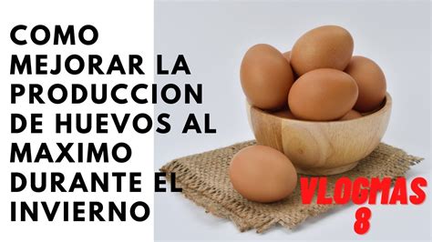 VLOGMAS 8 Como mantener la producción de huevos al máximo en el