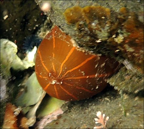 Orange Sea Anemone