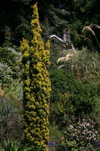 Taxus Baccata ‘standishii’ Columnar Golden Yew An Excellent Slow Growing Evergreen That Will