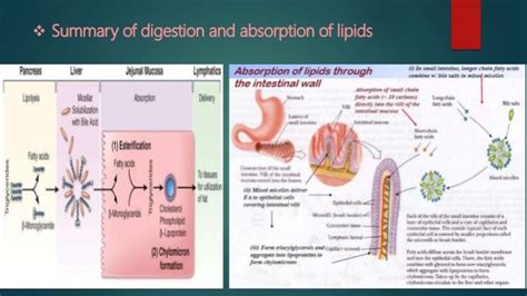 Digestion And Absorption Of Lipids