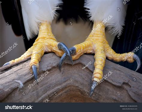 449 Talons Gripping Images Stock Photos 3d Objects And Vectors