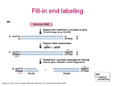 Nucleic Acid Hybridization Nucleic acid hybridization is a