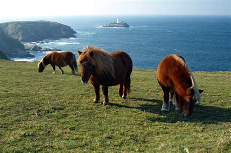 Shetland Pony Breed Guide: Characteristics, Health & Nutrition | Mad Barn