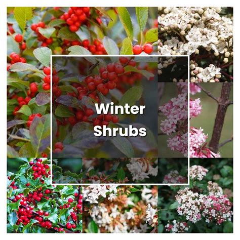 How to Grow Winter Shrubs - Plant Care & Tips | NorwichGardener