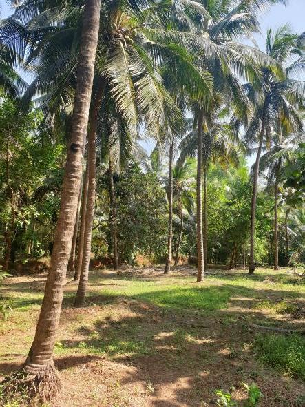 Agricultural Land Cent For Sale In Brahmavar Udupi Rei