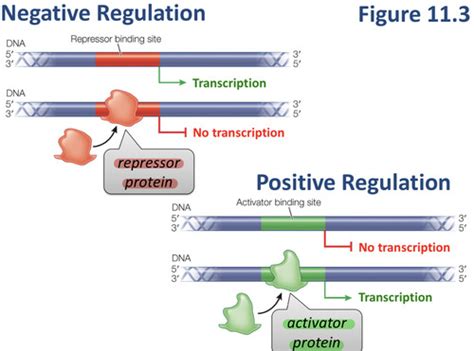 Gene Regulation Flashcards Quizlet