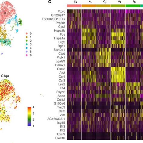 Single Cell Rna Seq And Spatial Transcriptomics Reveal Distinct Download Scientific Diagram