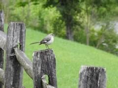 Northern Mockingbird Nestwatch