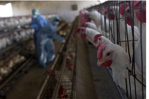 Amid COVID 19 Outbreak Europe Hit By Bird Flu Scare Germany To Cull