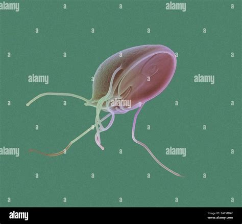 Giardia Lamblia Protozoan Coloured Scanning Electron Micrograph Sem Of A Giardia Lamblia