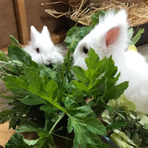 Wiesenbärenklau Kaninchen Wie du ihn sicher erkennst Langohren