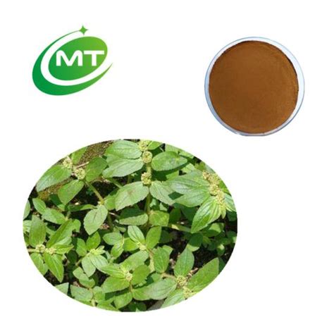 Euphorbia Hirta Extract China Water Soluble Powder Extract Powder