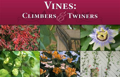 Vines Climbers And Twiners Twiner Vines Climbing Plants