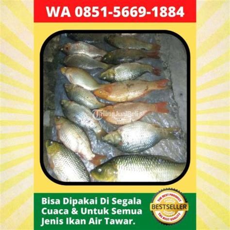 Essen Ikan Mas Paling Ampuh Di Bandung Tribun Jualbeli