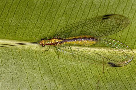 Adult Typical Green Lacewing 13071189 Stock Photo at Vecteezy