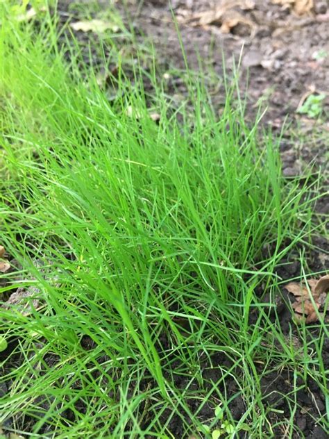 Curly Sedge Care Watering Fertilize Pruning Propagation Picturethis