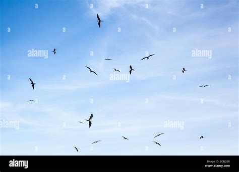 Frigatebirds Hi Res Stock Photography And Images Alamy