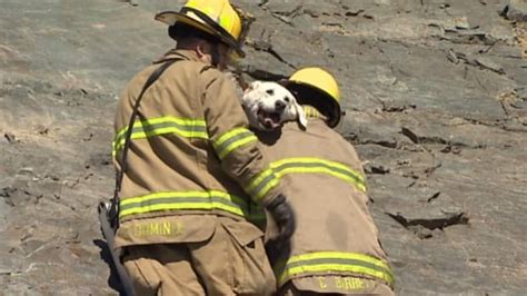 Dog Rescued After Falling Over Cliff In Dartmouth Cbc News