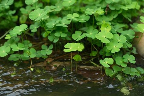 Marsilea Crenata (Semanggi Air) - Thegorbalsla