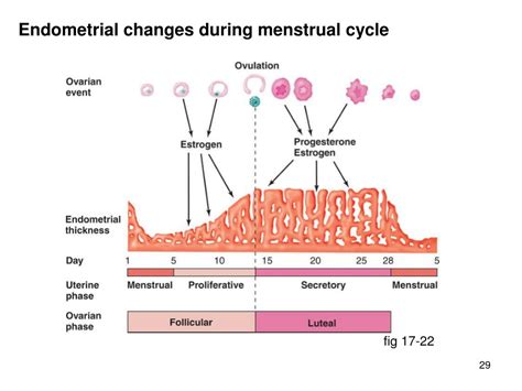 Ppt Male Reproductive System Powerpoint Presentation Free Download